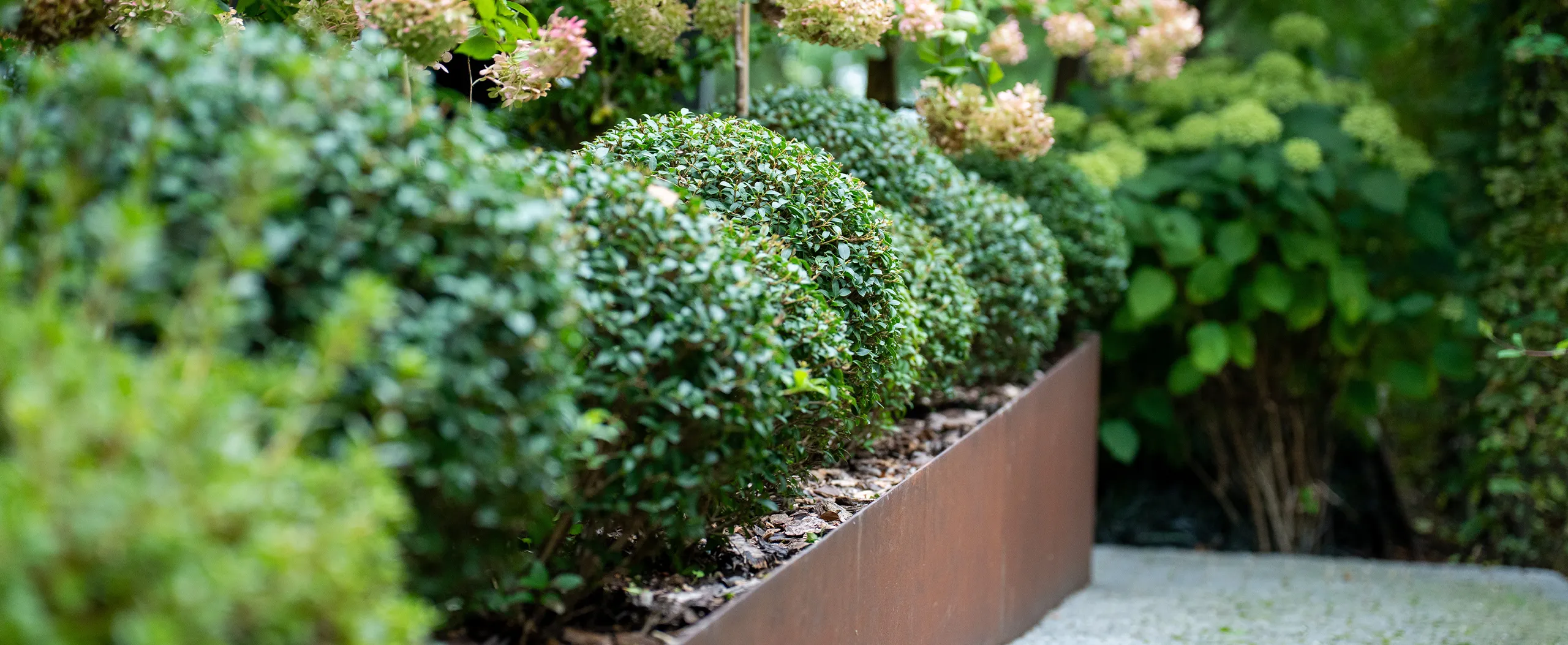 allée jardin bordure métal entretien taille buisson